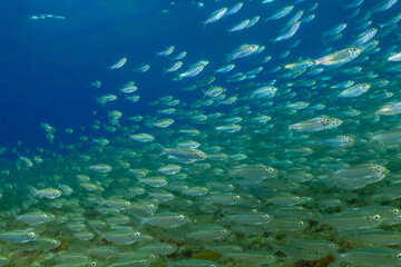 Naklejka na ściany i meble A school of fish darting through the water at great speed. The image shows plenty of fish in the sea