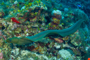 A full body shot of a free swimming green moray eel gliding over the tropical coral reef. This bold creature is fully exposed out in the open which is rare during daylight hours