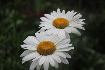 Oxeye daisy