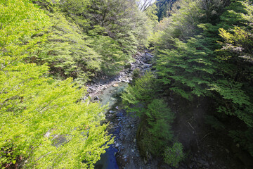 Fototapeta premium 徳島県三好市 奥祖谷二重かずら橋 男橋からの風景