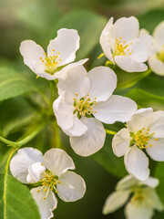 Fototapeta na wymiar White blossoming apple trees. White apple tree flowers