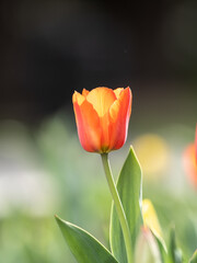 Red tulip with blurry background in sunset