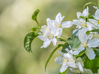 White blossoming apple trees. White apple tree flowers