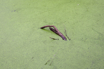 branch submerged in wetlands water
