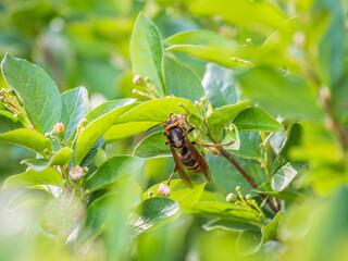 Fototapeta premium Median Wasp, Dolichovespula media, forages on green leaves with flowers