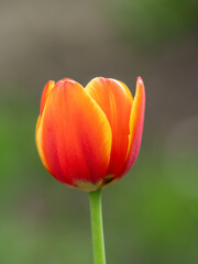 Red tulip with blurry background in sunset