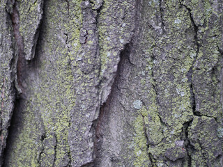 tree texture