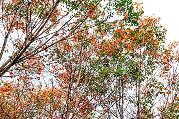 The para wood in the garden