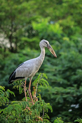 Fototapeta premium grey heron on a branch