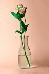 Fresh rose in a vase