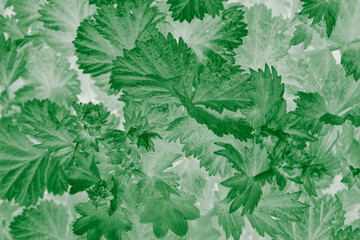 Young leaves on branches. Abstract blurred spring natural background, green gradient