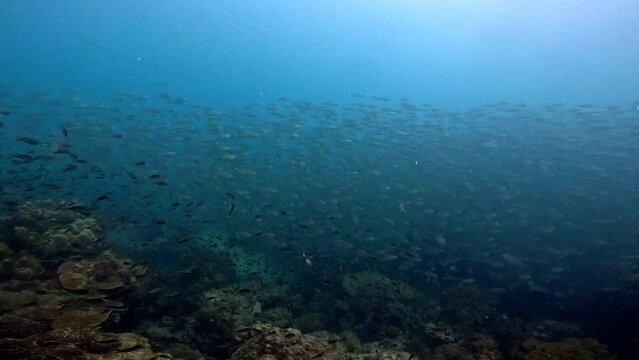 Under water scuba diving film - Thousand of fish at ocean floor speeding over corals - Southern Thailand