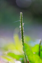朝の野原の小さな草