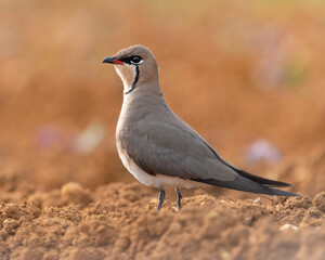Oriental pratincole rests in an agricultural field