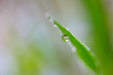 草の葉に付いた雨滴、マクロ