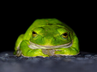 Okinawa tree frog resting on the road