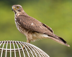 Grey-faced buzzard rests on a light