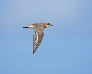 Lesser sand plover in flight