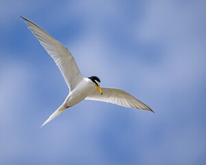 Little tern hovers over the water