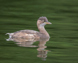 Little grebe with a green background