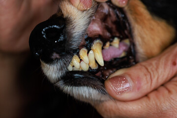 歯石の付いた犬の歯