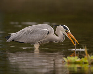 Grey heron looking for food