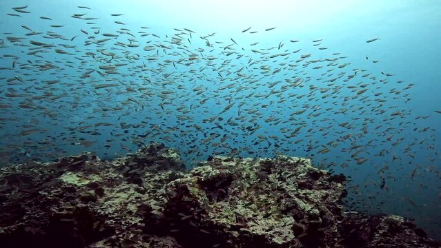 Under water scuba diving film - thousand of fish fleeting over mid depth corals - Southern Thailand