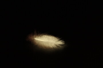 Close up photo of a white swan feather on a black background in warm yellow light