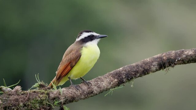 a great kiskadee perching on a branch looks around at boca tapada in costa rica