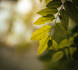 Obraz premium Closeup of Green leaf and Flower, Nature background or texture