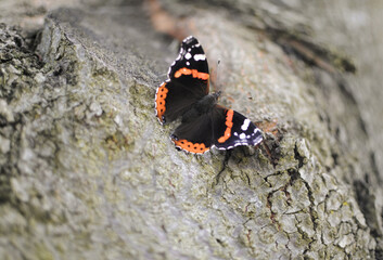Fototapeta na wymiar Vanessa atalanta butterfly with opened wings sitting on the tree