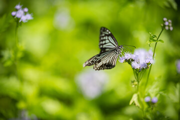Nature of butterfly and flower in garden