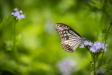 Fototapeta na wymiar Nature of butterfly and flower in garden