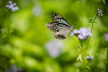 Nature of butterfly and flower in garden