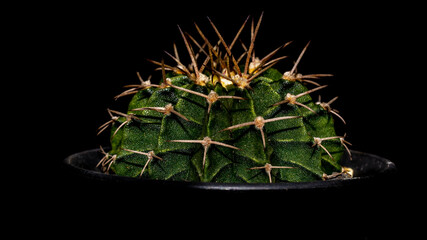 Green Gymnocalycium mihanovichi on dark background