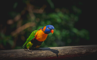 CloseUp Of Parrot Perching On Branch
