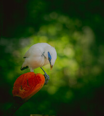 CloseUp Of Parrot Perching On Branch