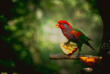 CloseUp Of Parrot Perching On Branch