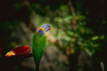 Naklejka premium CloseUp Of Parrot Perching On Branch