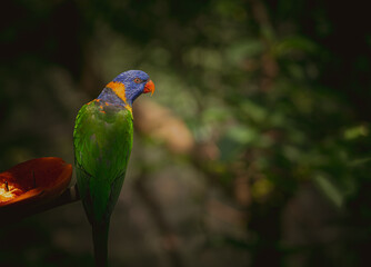 CloseUp Of Parrot Perching On Branch