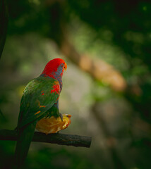 CloseUp Of Parrot Perching On Branch