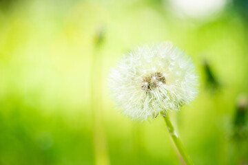 たんぽぽの綿毛