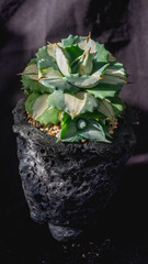 Agave isthmensis mediopicta alba ohiraijin on concrete artisanal planter