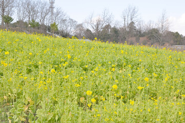 ハーベストの丘菜花畑