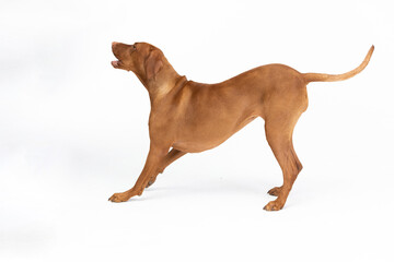 Hunting dog - a Hungarian gelding stands and barks. Isolated from the background.