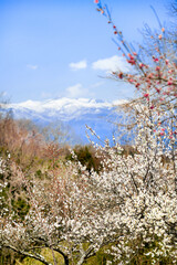 郡山市西田町の梅ロードからの安達太良山