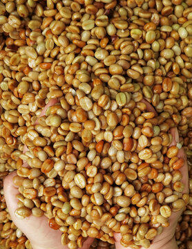 close up of green coffee beans on hand                                  