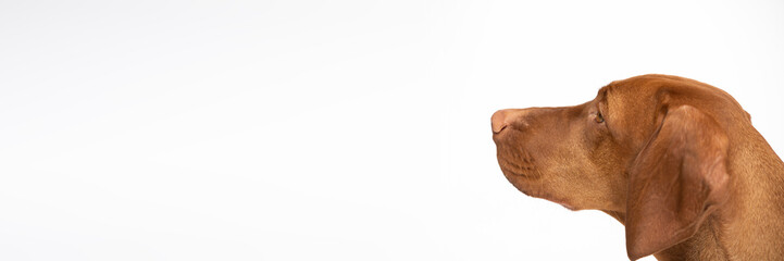 Female dog looks ahead. Hungarian shorthaired gelding's head. Panorama.