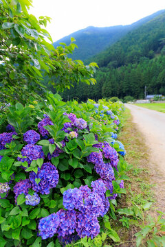 青い紫陽花 Images Browse 133 Stock Photos Vectors And Video Adobe Stock