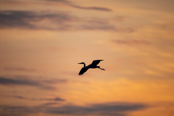 Fototapeta na wymiar Great Blue Heron in Flight Against Sunset